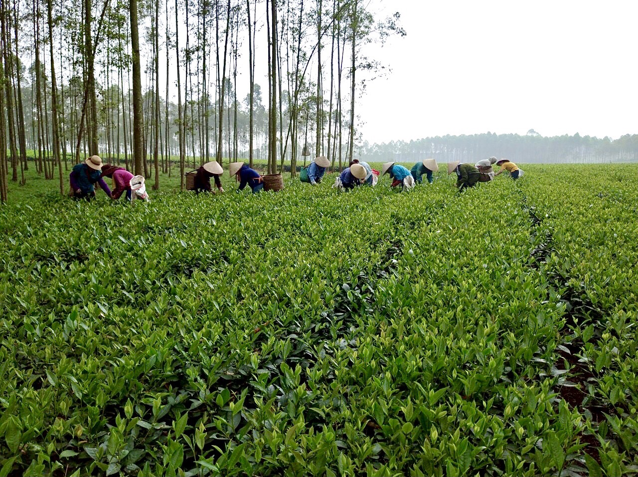 Các HTX đang chuyển dần sang kinh tế nông nghiệp